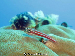 Goby and Xmas-Worm Landscape at Ginama Point, Dauin by Daniel Wernli 